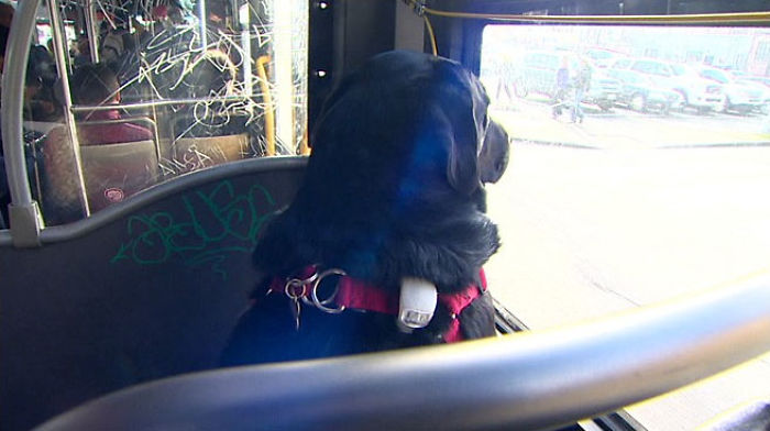 perrita eclipse viaja sola en el autobus para ir al parque Seattle eclipse eclipse dog takes rides on the bus alone seattle jeff young Mike Montgomery made the news