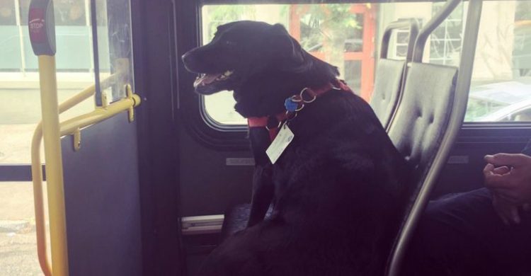 perrita eclipse viaja sola en el autobus para ir al parque Seattle eclipse eclipse dog takes rides on the bus alone seattle jeff young Mike Montgomery made the news