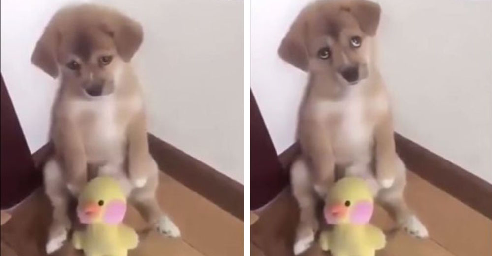 La «conmovedora carita» de un pequeño cachorro al ser regañado por su dueño causa polémica