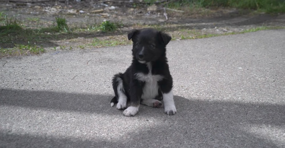 En Chernobyl quedaron perros abandonados y no pueden recibir ninguna caricia