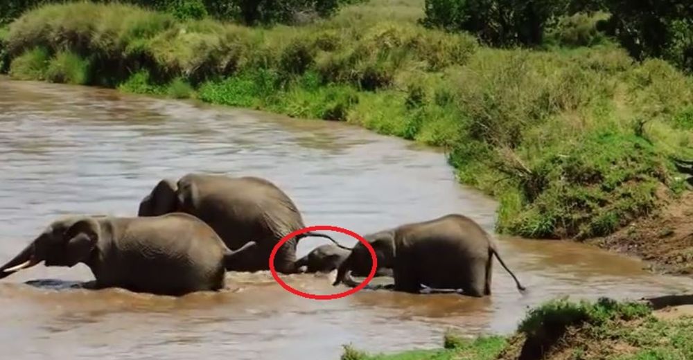 Este elefante bebé casi no puede cruzar el río, pero al final logra salvarse