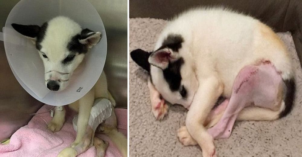 Esta cachorrita Husky fue brutalmente agredida por dos infantes de la marina y buscan justicia