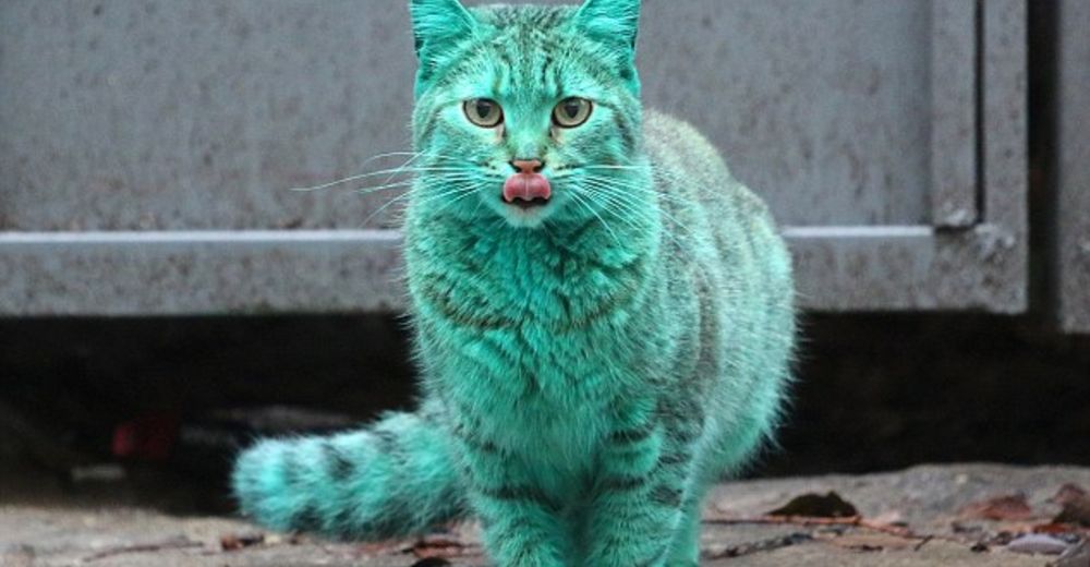 Revelan el secreto de por qué este gato de Bulgaria tiene un color tan peculiar Revelan el secreto de por qué este gato de Bulgaria tiene un color tan peculiar