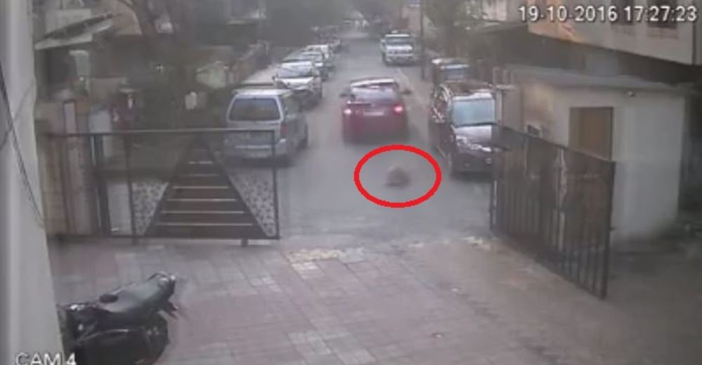 Este hombre atropelló a un perro solo porque orinó en sus neumáticos Este hombre atropelló a un perro solo porque orinó en sus neumáticos