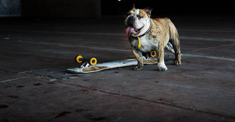 Logan, el único bulldog patinador que está a punto de romper un récord Guinness Logan, el único bulldog patinador que está a punto de romper un récord Guinness