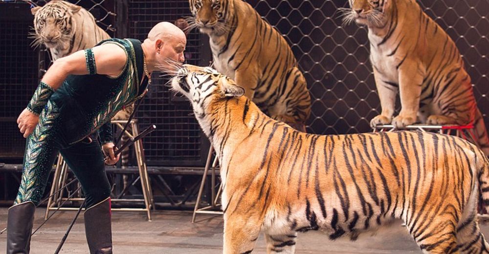 El gobierno Chileno está a favor de seguir entreteniendo al público con animales en los circos