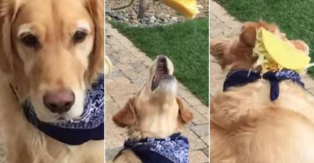 Después de varios intentos, un perro consigue una hazaña que parecía imposible Después de varios intentos, un perro consigue una hazaña que parecía imposible