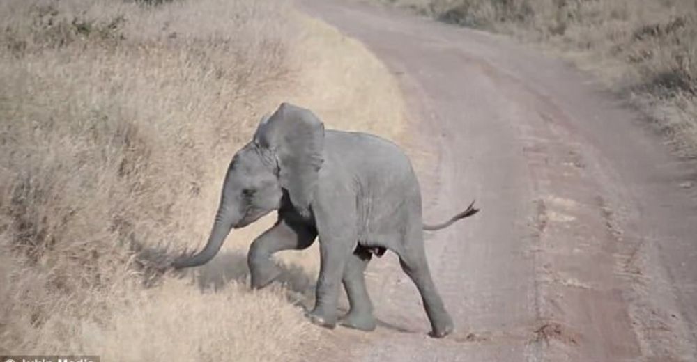 Unos padres elefantes resuelven la rabieta que su bebé armó porque no quería caminar más
