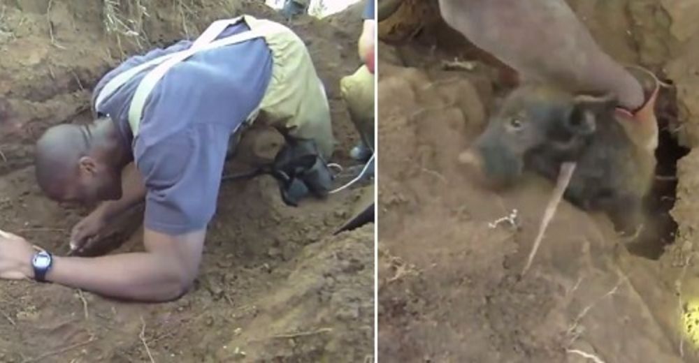 Unos bomberos lograron rescatar a un perro que se encontraba a más de 1 metro bajo tierra Unos bomberos lograron rescatar a un perro que se encontraba a más de 1 metro bajo tierra