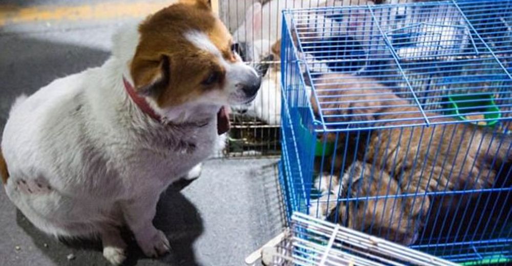 Esta madre se negaba a abandonar a sus cachorros que serían vendidos en el mercado negro