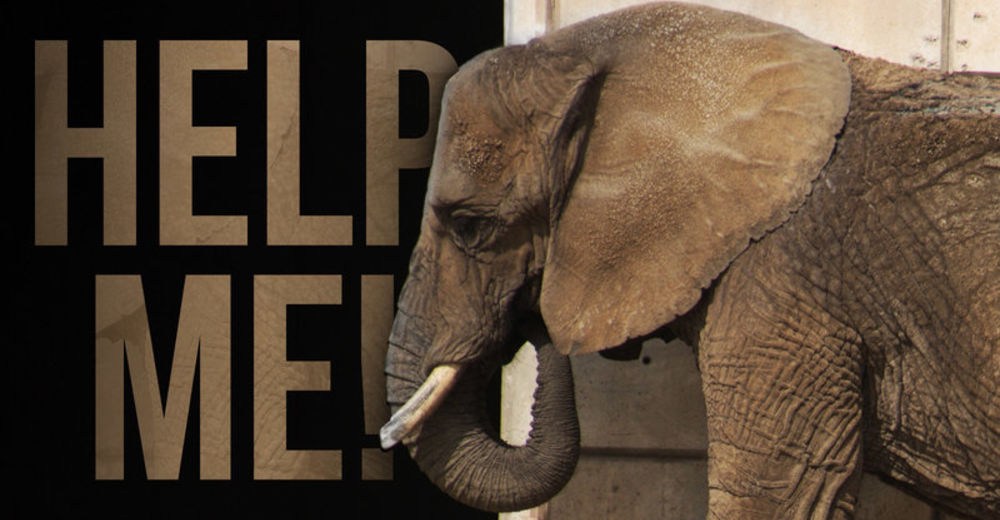 La elefanta Ely podría morir en un zoológico de México – Una petición conseguirá salvarla La elefanta Ely podría morir en un zoológico de México – Una petición conseguirá salvarla