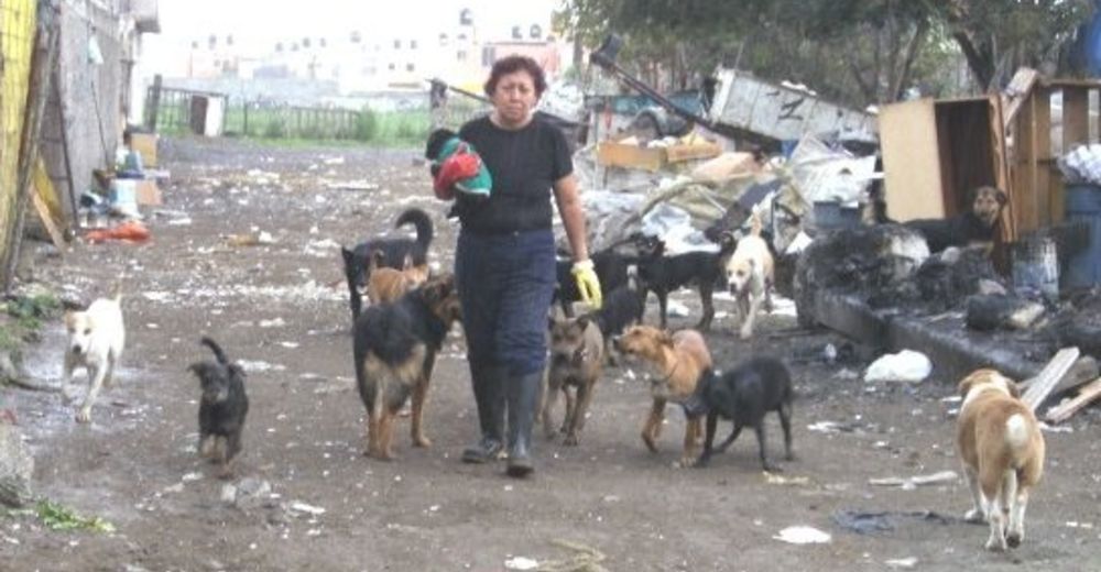 Captan a una mujer que termina desolada al descubrir un «vertedero de perros»