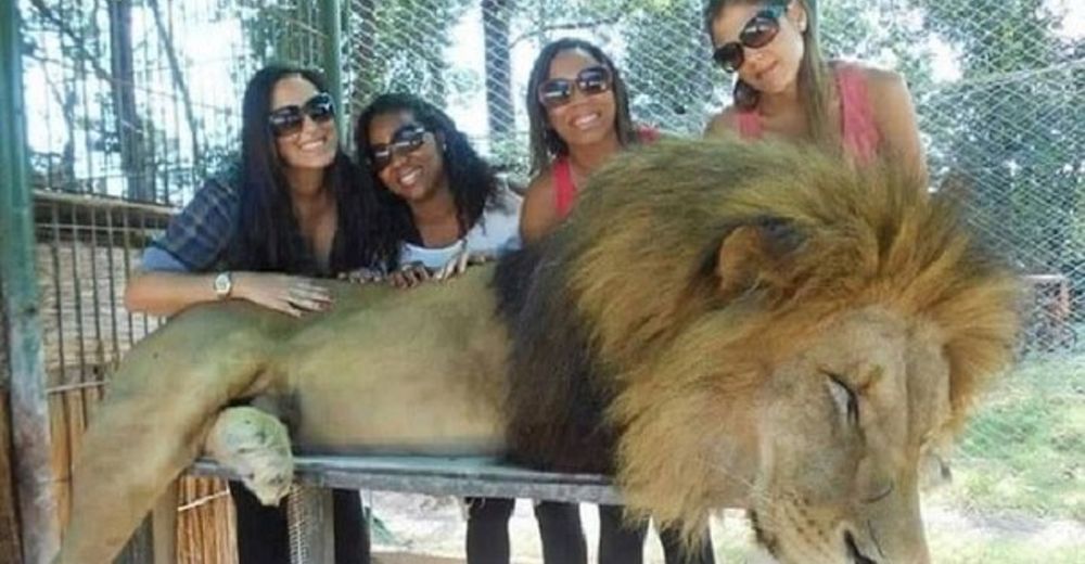 En un zoo se puede alimentar a animales salvajes y tomarse selfies – La razón es preocupante En un zoo se puede alimentar a animales salvajes y tomarse selfies – La razón es preocupante