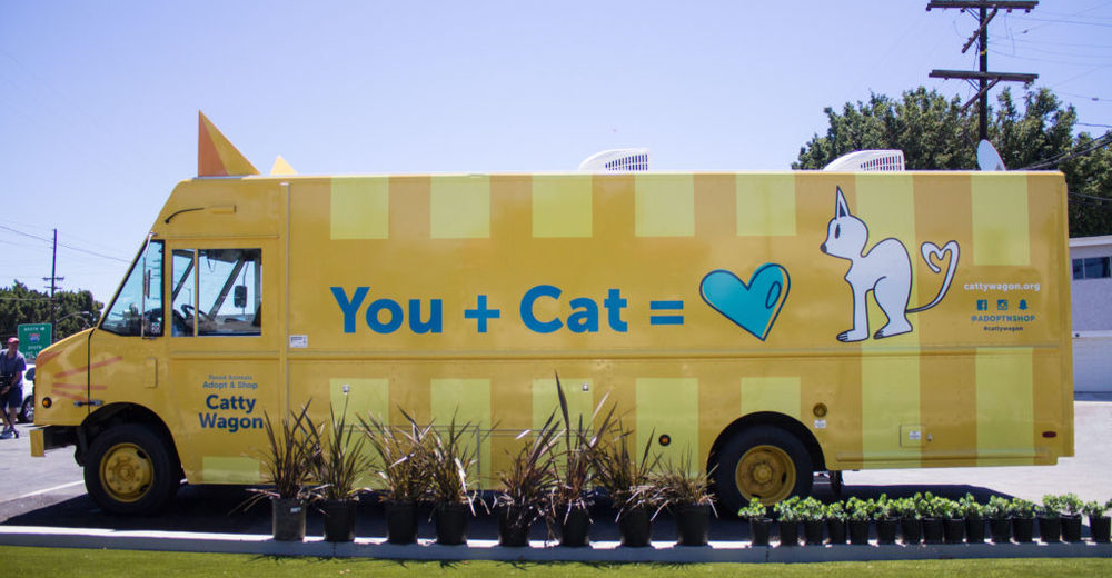 El gatito que soñaste va hasta tu hogar, conoce este nuevo proyecto de adopción