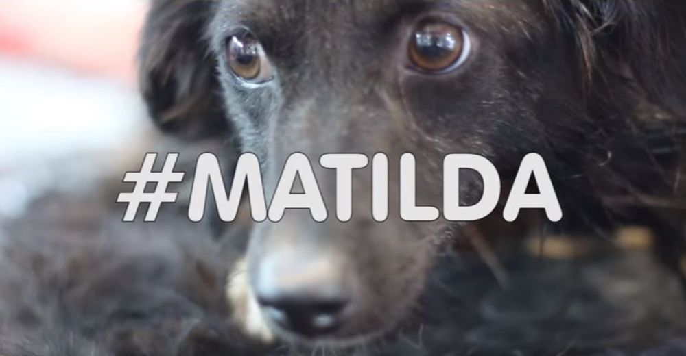 Matilda sufrió crueldades y abandono por su dueño – Siempre volvía a casa buscando un hogar Matilda sufrió crueldades y abandono por su dueño – Siempre volvía a casa buscando un hogar