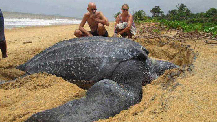 tortuga laud 700 kg aparece muerta playa española españa barceona calella maresme mar mediterraneo mas grande mundo segunda primera raro rarisimo fenomeno grua montacargas mover universidad autonoma de carcelona agents rurals departamente de agricultura giant leatherback turtle found dead in spanish beach strange out of area