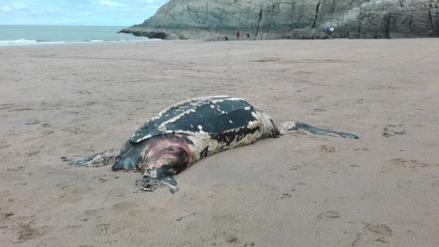 tortuga laud 700 kg aparece muerta playa española españa barceona calella maresme mar mediterraneo mas grande mundo segunda primera raro rarisimo fenomeno grua montacargas mover universidad autonoma de carcelona agents rurals departamente de agricultura giant leatherback turtle found dead in spanish beach strange out of area