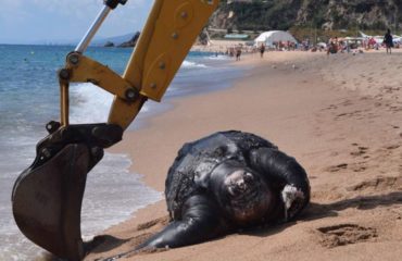 tortuga laud 700 kg aparece muerta playa española españa barceona calella maresme mar mediterraneo mas grande mundo segunda primera raro rarisimo fenomeno grua montacargas mover universidad autonoma de carcelona agents rurals departamente de agricultura giant leatherback turtle found dead in spanish beach strange out of area
