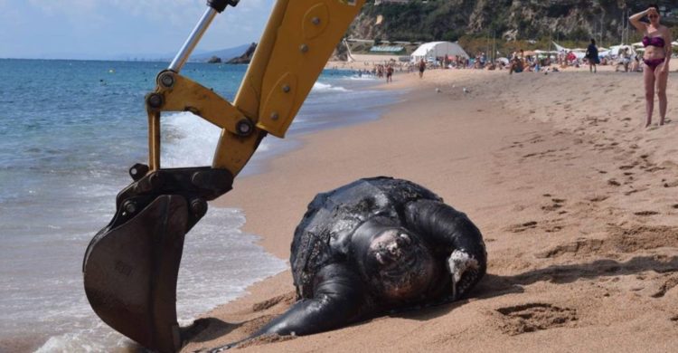 tortuga laud 700 kg aparece muerta playa española españa barceona calella maresme mar mediterraneo mas grande mundo segunda primera raro rarisimo fenomeno grua montacargas mover universidad autonoma de carcelona agents rurals departamente de agricultura giant leatherback turtle found dead in spanish beach strange out of area