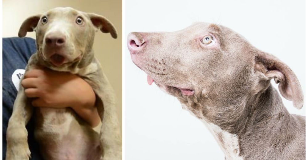 Tuna, un pitbull de condición especial, pero con mucho amor por entregar