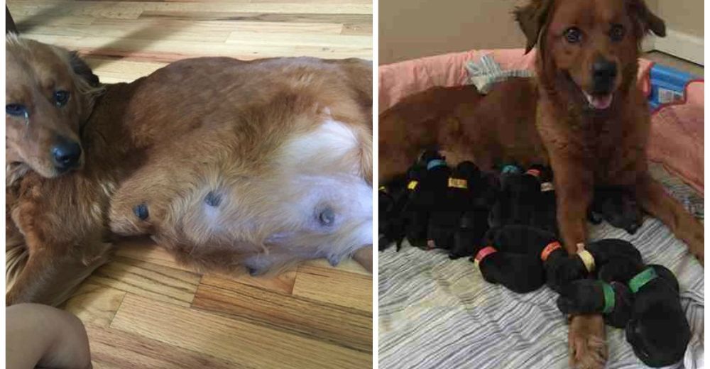 El tiempo de esta perrita se daba por terminado, pero aún tenía 18 razones para continuar