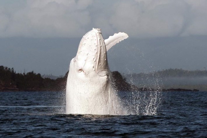 migaloo ballena jorobada albina es padre de dos bebés australia nueva zelanda humpback whale albino fathered two babies calves new zealand 