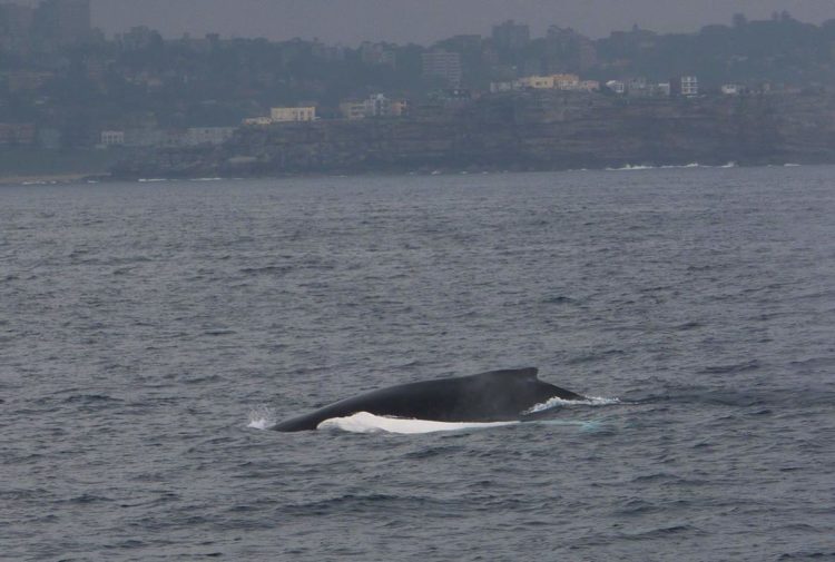 migaloo ballena jorobada albina es padre de dos bebés australia nueva zelanda humpback whale albino fathered two babies calves new zealand 