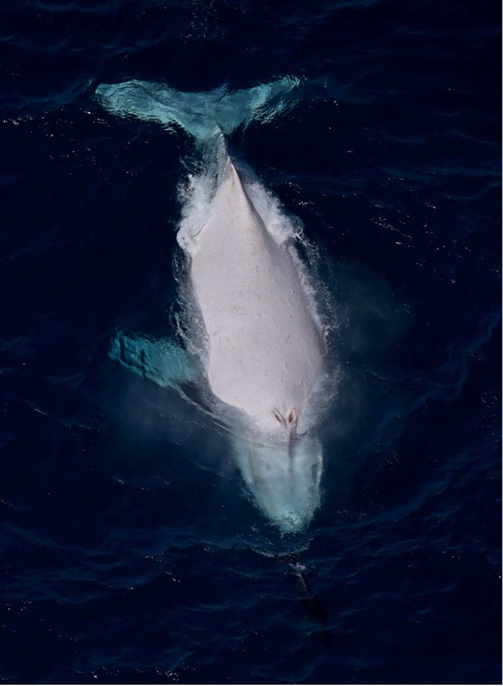 migaloo ballena jorobada albina es padre de dos bebés australia nueva zelanda humpback whale albino fathered two babies calves new zealand 