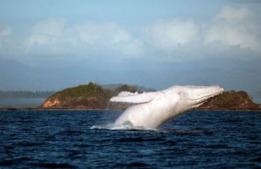migaloo ballena jorobada albina es padre de dos bebés australia nueva zelanda humpback whale albino fathered two babies calves new zealand
