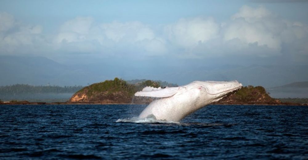 Migaloo, la única ballena albina jorobada, nos da las mejores noticias para su especie Migaloo, la única ballena albina jorobada, nos da las mejores noticias para su especie