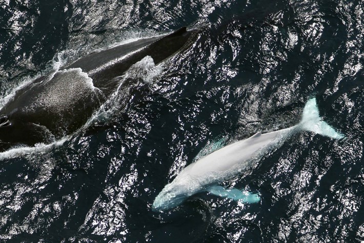 migaloo ballena jorobada albina es padre de dos bebés australia nueva zelanda humpback whale albino fathered two babies calves new zealand 