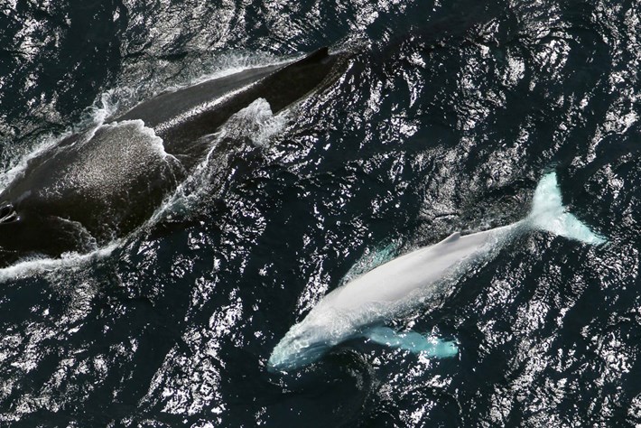 migaloo ballena jorobada albina es padre de dos bebés australia nueva zelanda humpback whale albino fathered two babies calves new zealand 