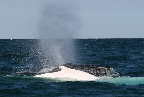 migaloo ballena jorobada albina es padre de dos bebés australia nueva zelanda humpback whale albino fathered two babies calves new zealand 