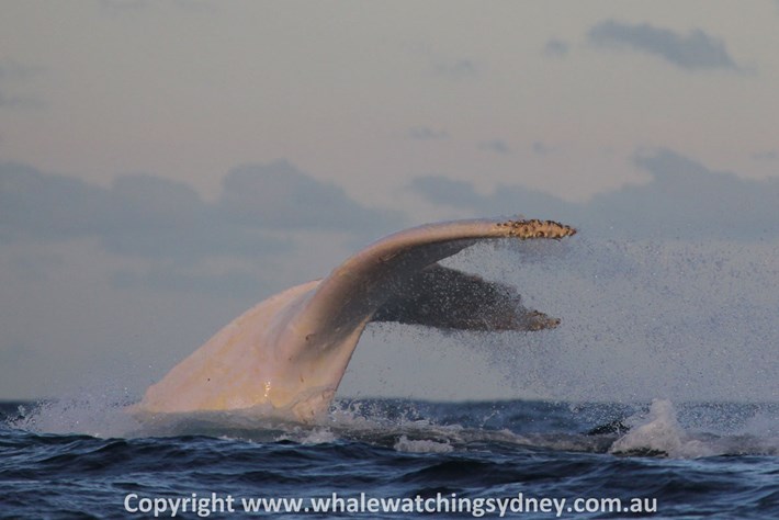 migaloo ballena jorobada albina es padre de dos bebés australia nueva zelanda humpback whale albino fathered two babies calves new zealand 