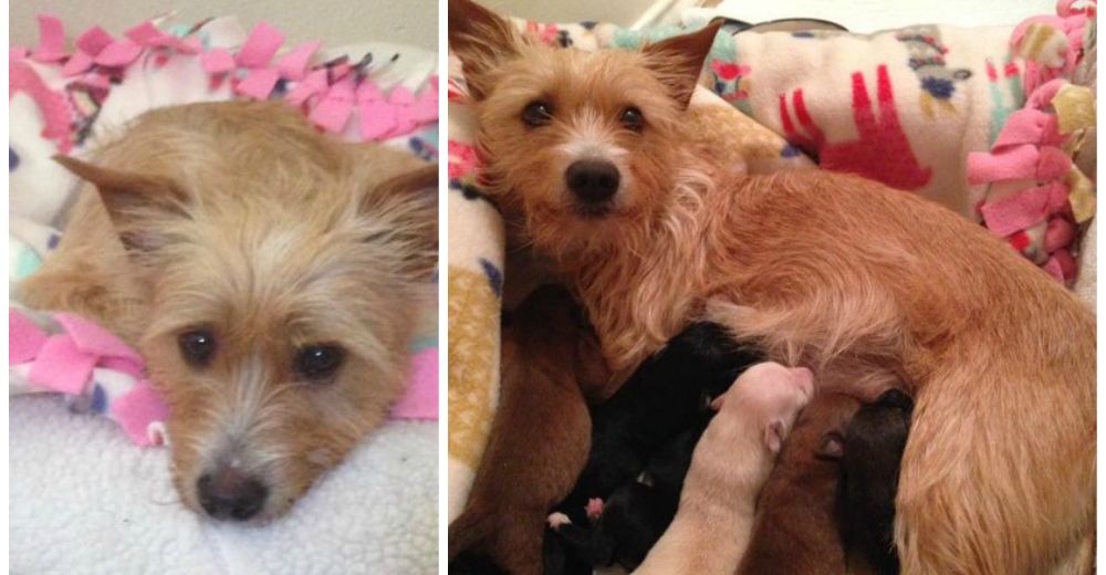 Esta madre perdió la esperanza de vivir, pero 6 nuevas alegrías lo cambiaron todo Esta madre perdió la esperanza de vivir, pero 6 nuevas alegrías lo cambiaron todo