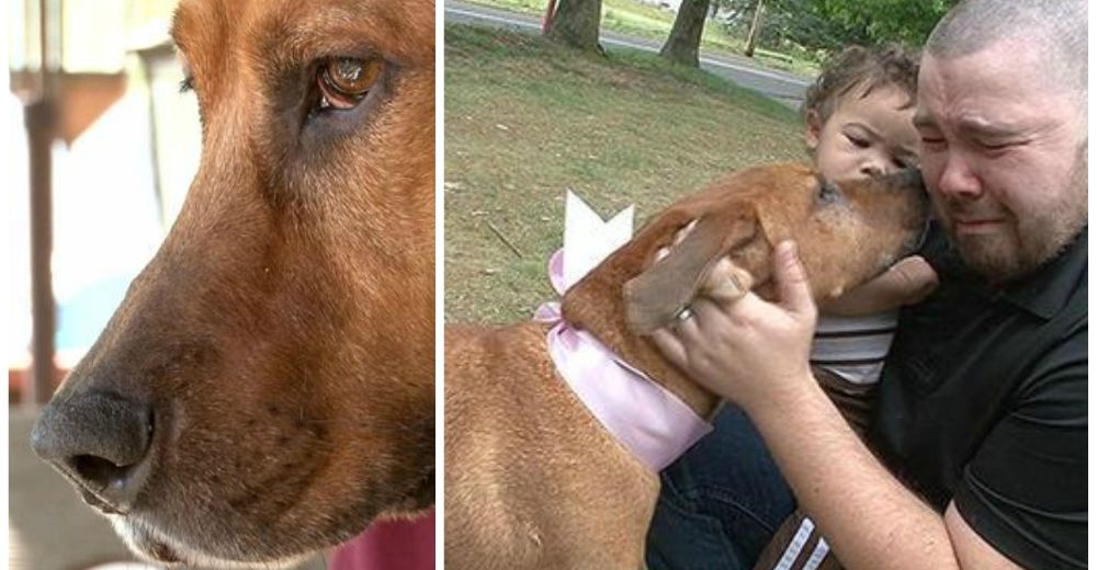 Cuando habían perdido toda esperanza de encontrar a su perrita robada, sucedió un milagro Cuando habían perdido toda esperanza de encontrar a su perrita robada, sucedió un milagro