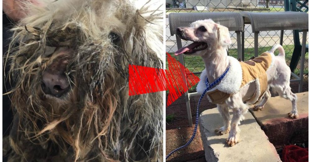 Increíble transformación de un perrito rescatado de una granja de perros en Corea del Sur Increíble transformación de un perrito rescatado de una granja de perros en Corea del Sur