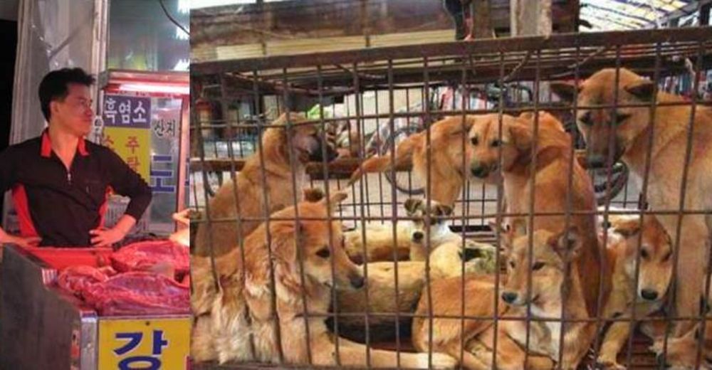 Una petición obligaría a Corea del Sur a desistir de las granjas de carne de perro Una petición obligaría a Corea del Sur a desistir de las granjas de carne de perro