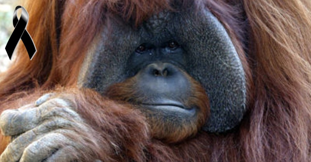 Muere a los 39 años Chantek, el primer orangután que aprendió el lenguaje de señas Muere a los 39 años Chantek, el primer orangután que aprendió el lenguaje de señas