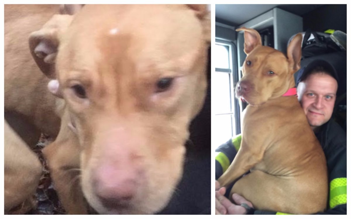 Ashley, una bonita pitbull abandonada, encuentra en Nueva York el mejor refugio posible