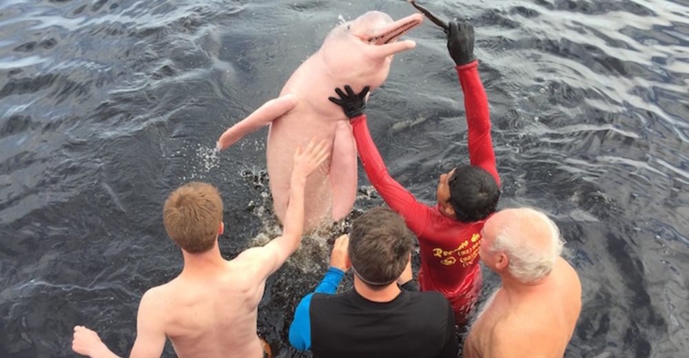 Los delfines rosa del Amazonas sufren mucho estrés por los turistas que sólo quieren una foto Los delfines rosa del Amazonas sufren mucho estrés por los turistas que sólo quieren una foto
