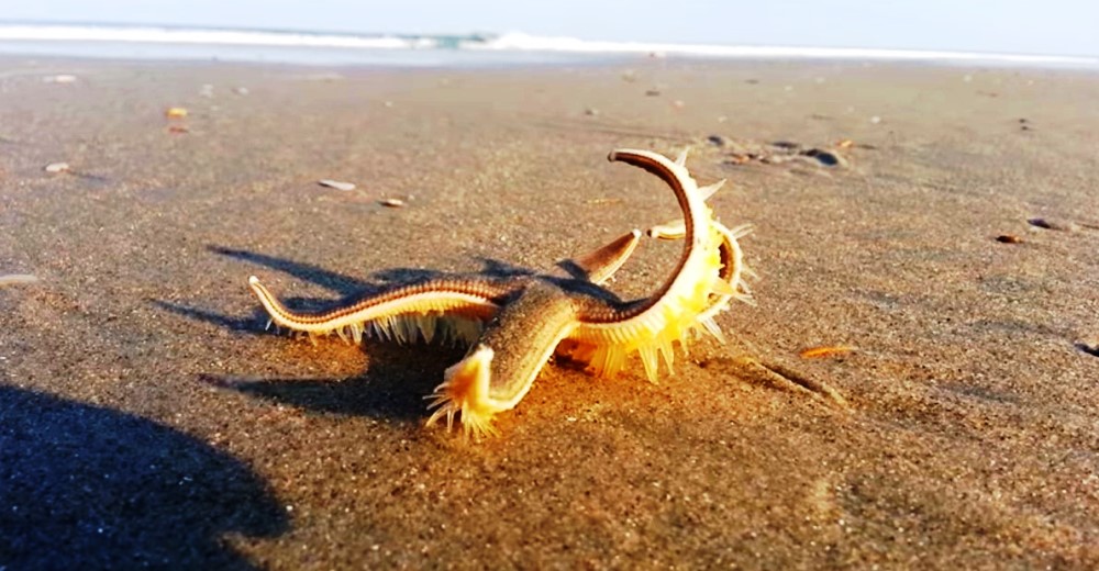 Una imponente estrella de mar sorprende dando un elegante paseo a la orilla del mar Una imponente estrella de mar sorprende dando un elegante paseo a la orilla del mar