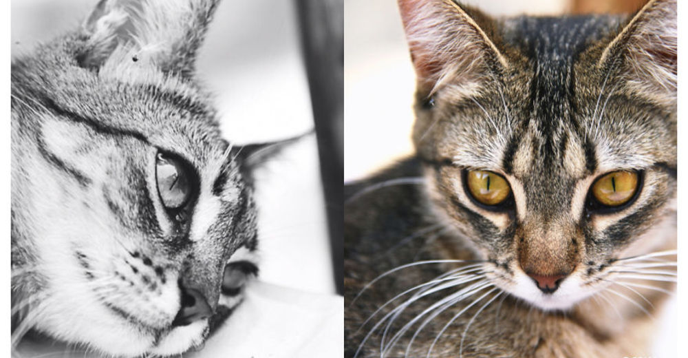 Dos héroes altruistas, juntos en una noble campaña para gatitos sin hogar Dos héroes altruistas, juntos en una noble campaña para gatitos sin hogar