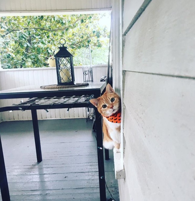 familia realiza un fiesta epica de quinceañera para su gata y es adorable y muy gracioso party birthday cat 