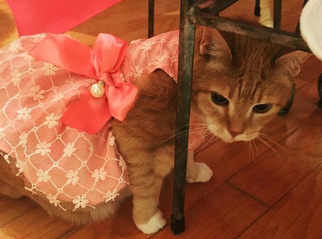 familia realiza un fiesta epica de quinceañera para su gata y es adorable y muy gracioso party birthday cat 