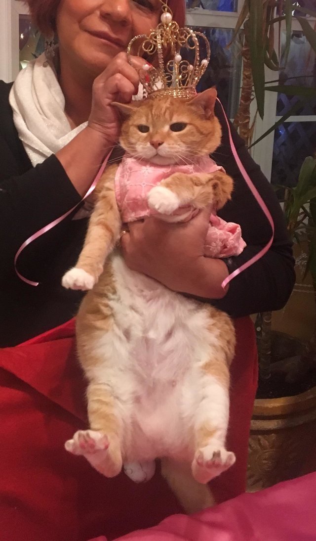 familia realiza un fiesta epica de quinceañera para su gata y es adorable y muy gracioso party birthday cat 