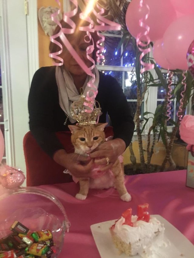 familia realiza un fiesta epica de quinceañera para su gata y es adorable y muy gracioso party birthday cat 