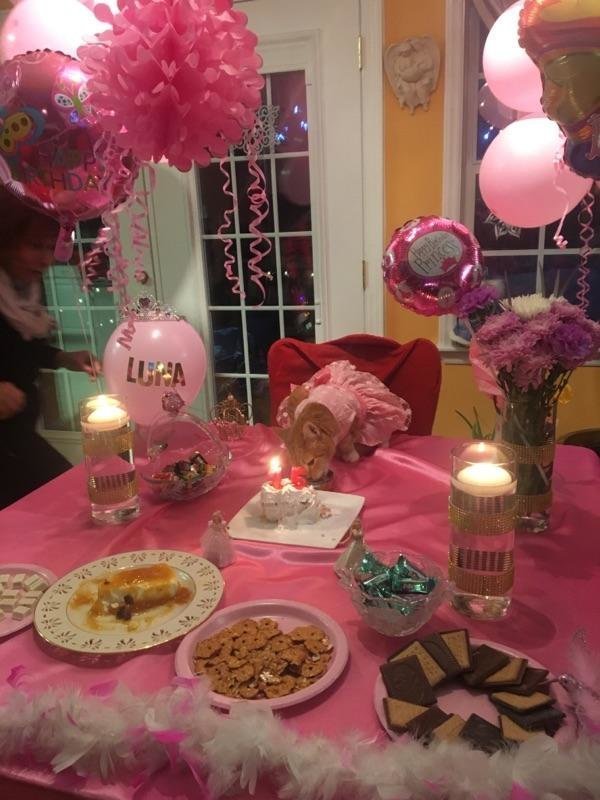 familia realiza un fiesta epica de quinceañera para su gata y es adorable y muy gracioso party birthday cat 