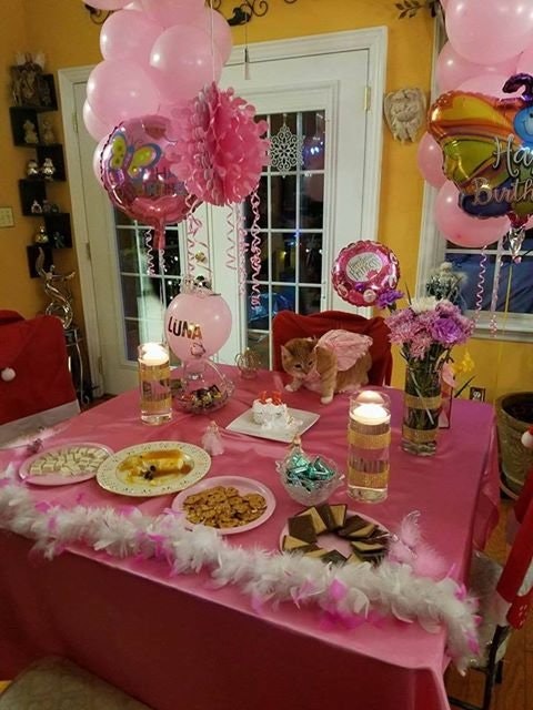 familia realiza un fiesta epica de quinceañera para su gata y es adorable y muy gracioso party birthday cat 