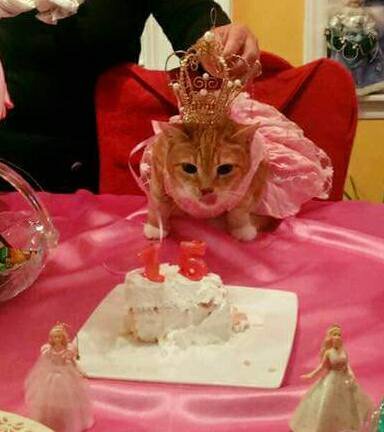 familia realiza un fiesta epica de quinceañera para su gata y es adorable y muy gracioso party birthday cat 